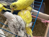 Yeni yeme düştü muhabbet kuşu