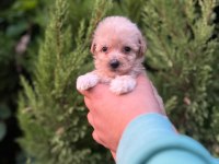 Maltipoo Yavrularımızı Canlı Görerek Alabilirsiniz