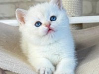 Bembeyaz Top Kafa Yavrumuz NS1133 British Shorthair