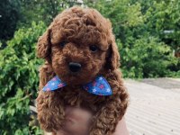 Ev ortamında kore poodle bebekler