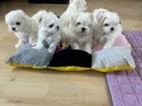 KOREAN MALTESE 1.250 gram