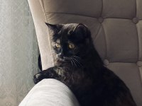bebek kedilerimize yeni sıcak yuva arıyoruz