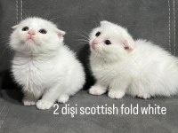 Scottish ve british yavrular renk renk