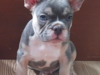 FLUFFY ve ISABELLA TAŞIYICI AŞILI EXOTİC FRENCH BEBEKLERİ