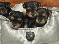 Çok tatlı yavru Terrier (Yorkshire)