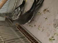 Sultan papağanı 10 aylık izmir buca