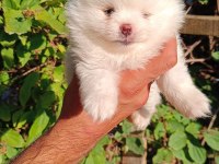 Orijinal Pomeranian boo yavrular