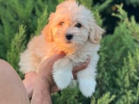 Maltipoo Yavrularımızı Canlı Görerek Alabilirsiniz