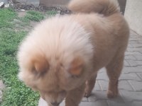 4 aylık erkek çin aslanı