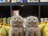 Güzel Scottish fold