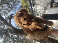Dişi Red Brown Toy Poodle