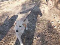 labrador yavrumuz