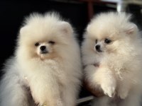 Ultra Kalite Gülen Surat Pomeranian Boo Yavrular