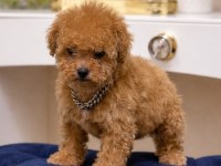 POODLE YAVRULARIMIZ YENİ YUVASINA HAZIR