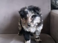 A kalite border collie Merle yavru