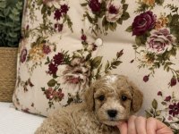MİNİ BOY KIVIR KIVIR MALTİPOO OĞLUMUZ