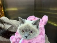 1 tane british shorthair 1 tane british longhair