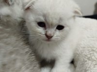 Blue point scottish fold bebek