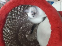 Çikolata point british shorthair