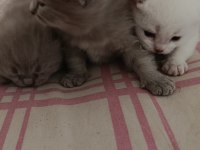 Yavru british shorthair