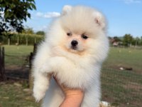 Oyuncak Bebek Gibi Tatlı ve Enerjik Pomeranian Dostumuz