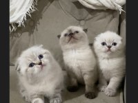 SAFKAN AYI SURAT MAVİ GÖZ KEDİLERİMİZ