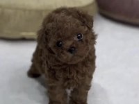 Toy Poodle Yavru