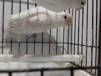 Albino takım sevda papağanı