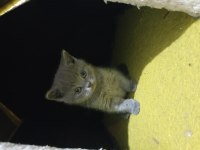 British Longhair yavru