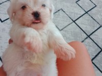 Shih tzu yavrular
