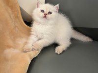 British Blue Point Erkek Yavru