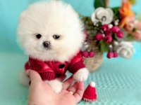1 Yaşında Pomeranian Boo Sahibini Arıyor