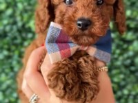Aşılı Pasaportlu Toy Poodle Yavrularımız