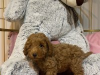 Erkek yavru poodle hemen teslim