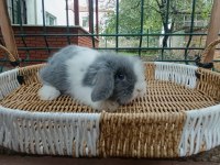 Hollanda teddy lop tavşanlar