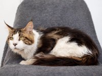 Dev maine coon şecereli erkek bicolor