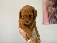 Efsane poodle yavrular