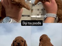 TOY POODLE MİNİK KÖPEKLER