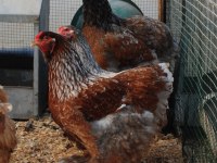 BLUE PORSELEN BRAHMA KULUÇKALIK YUMURTA & CİVCİV