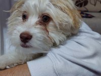 6.5 AYLIK ERKEK MALTESE