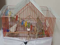 ALBİNO ERKEK GREY DİSİ SULTAN PAPAĞANLARI