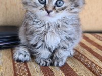 British longhair ve blue point