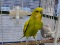 Çekoslovakya Muhabbet Kuşu