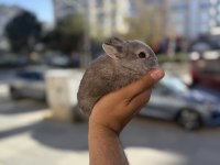 CÜCE ORİNAL İSTEYENLERE