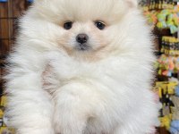 En zarif haliyle pomeranian boo bebekler