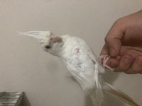 El besleme albino dişi sultan papağanı