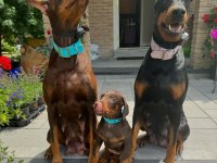 Afacan Doberman bebekler kapıda ödeme mevcuttur