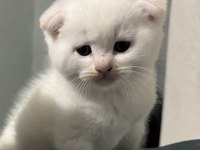 Scottish fold yavrumuza acil yuva