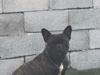 FRENCH BULLDOG ANNELER