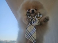Ayı surat pomeranian yavrumuz